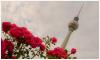 Rosen für den Fernsehturm