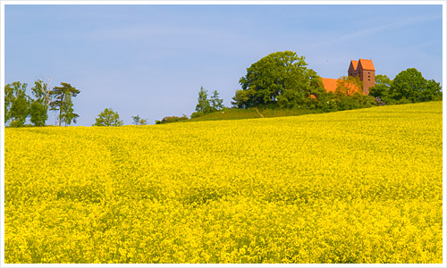 Die Kirche von Göhren mit Rapsfeld