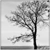 Blattloser Baum vor Meer