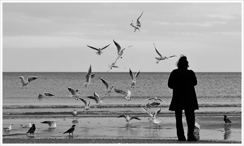 Möwenfütterung an der Ostsee