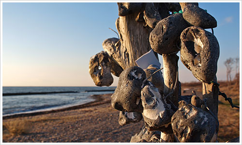 Ein Hühnergottbaum auf Rügen