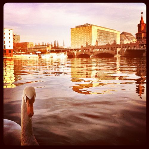 Ein Schwan mit Oberbaumbrücke im Hintergrund