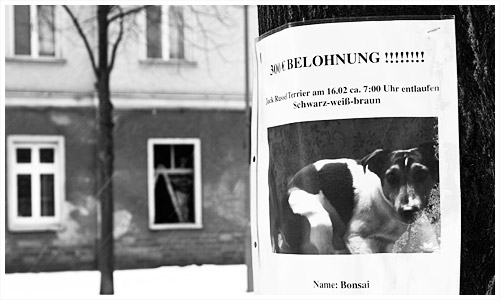 Suchaushang für einen Hund