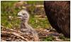 Seeadler Junges im Nest