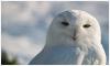 Schneeeule im Berliner Tierpark Schneeeule im Berliner Tierpark