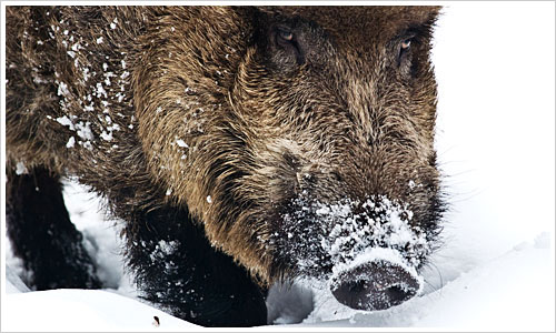Wildschwein im Tierpark Berlin