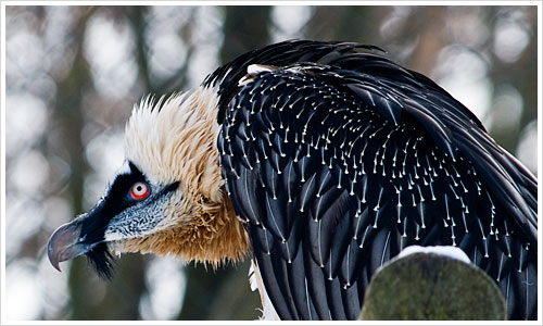 Adler im Tierpark Berlin