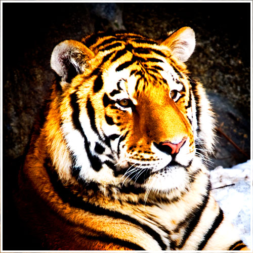 Ein Tigerkopf im Portrait etwas verfremdet