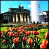 Tulpenblüte vor dem Brandenburger Tor Tulpenblüte vor dem Brandenburger Tor