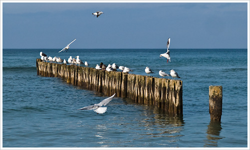 Möwen auf dem Wellenbrecher in Warnemünde