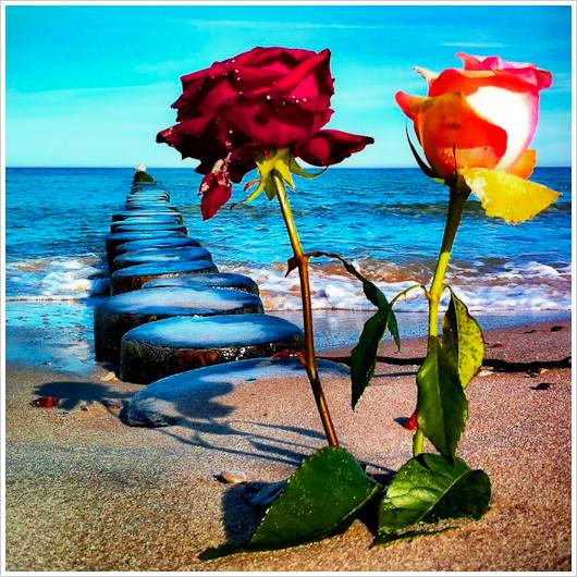 Zwei Rosen im Sand am Meer