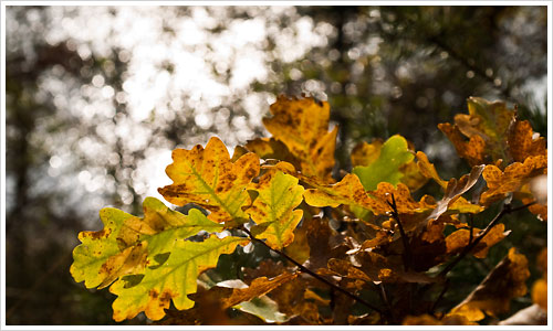 Herbstlaub vor Seekulisse