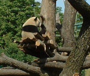 9TAOkleinerPANDAbaer