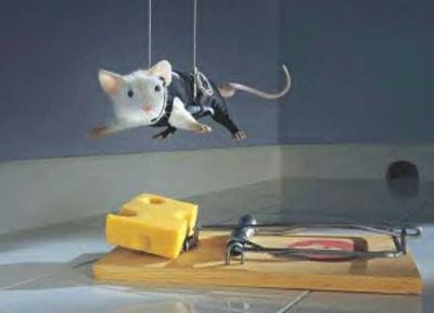 fly fly