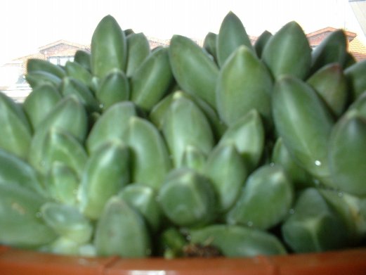 mar5_succulent