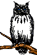 owl owl