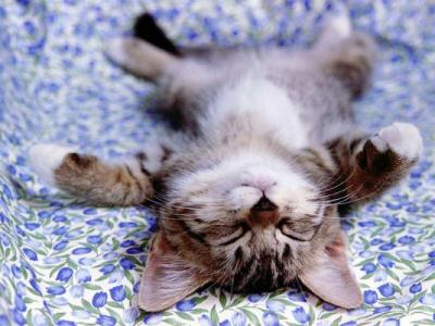 sleep sleep