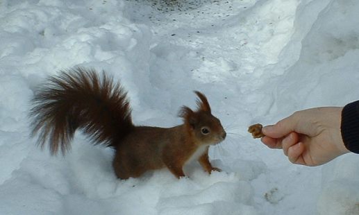 squirrel