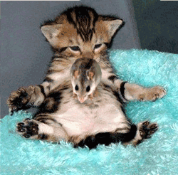 cattrampolinemouse