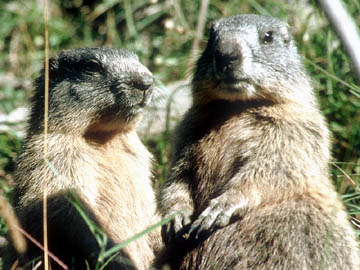 murmel