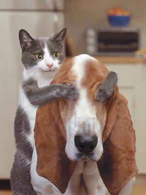 pic_hundkatze1