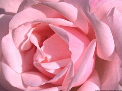 rose-inner