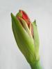 Amaryllis oeffnend 02