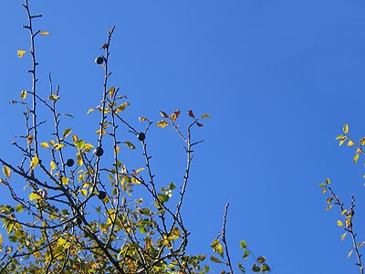 Beeren vor blauem Himmel Beeren vor blauem Himmel