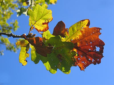 Herbstblatt vor blauem Himmel Herbstblatt vor blauem Himmel
