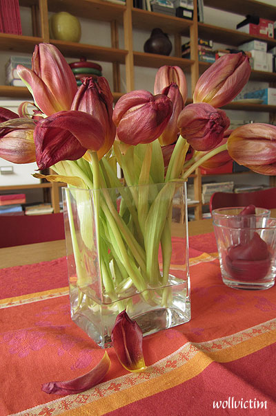 Tulpen