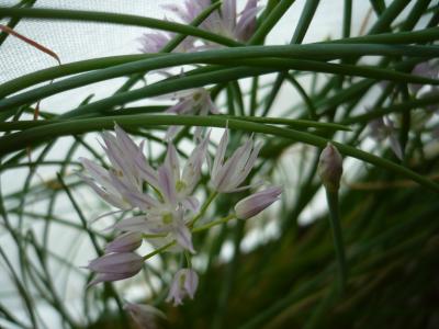 Schnittlauch auf dem Fensterbrett Schnittlauch auf dem Fensterbrett