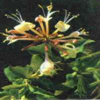 honeysuckle
