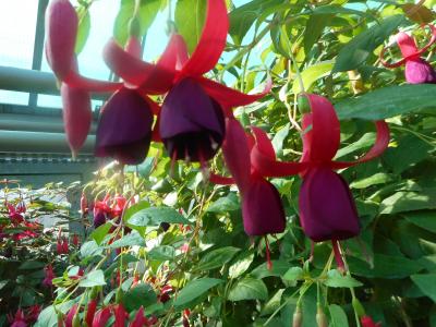 Fuchsie