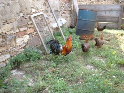 0799HahnImKorb