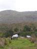 2006-09-10-Connemara-069