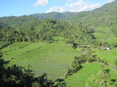 Bali-Reisfelder