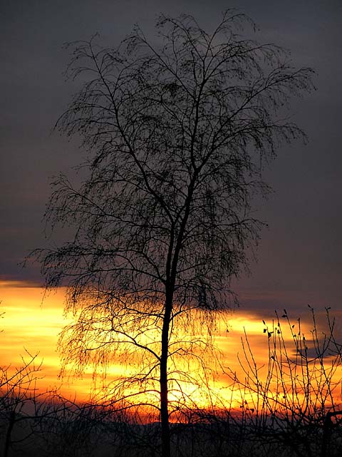 birke01