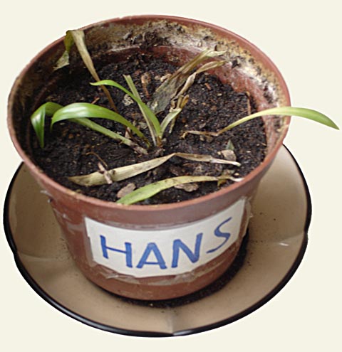 hans