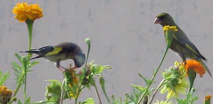 Besuch