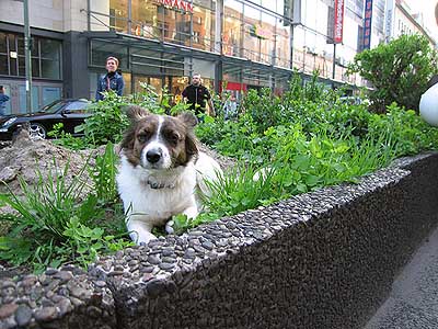Hund auf Parade