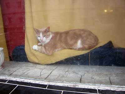 Katze im Schaufenster