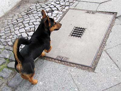 Der kleine Braune
