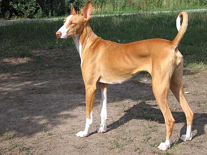 Podenco