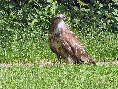 In der Hasenheide
