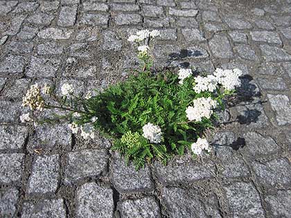 Schafgarben