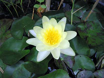 Seerose
