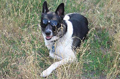 Hund mit Sonnenbrille