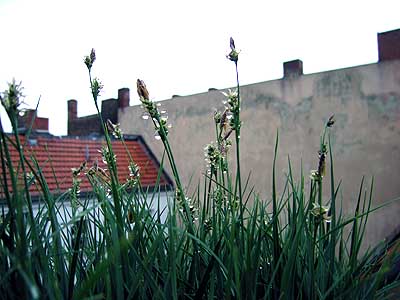 Tropfen über dem Hinterhof