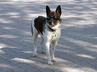 Zebu mit Brille