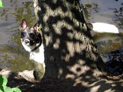 Zebu im Wasser